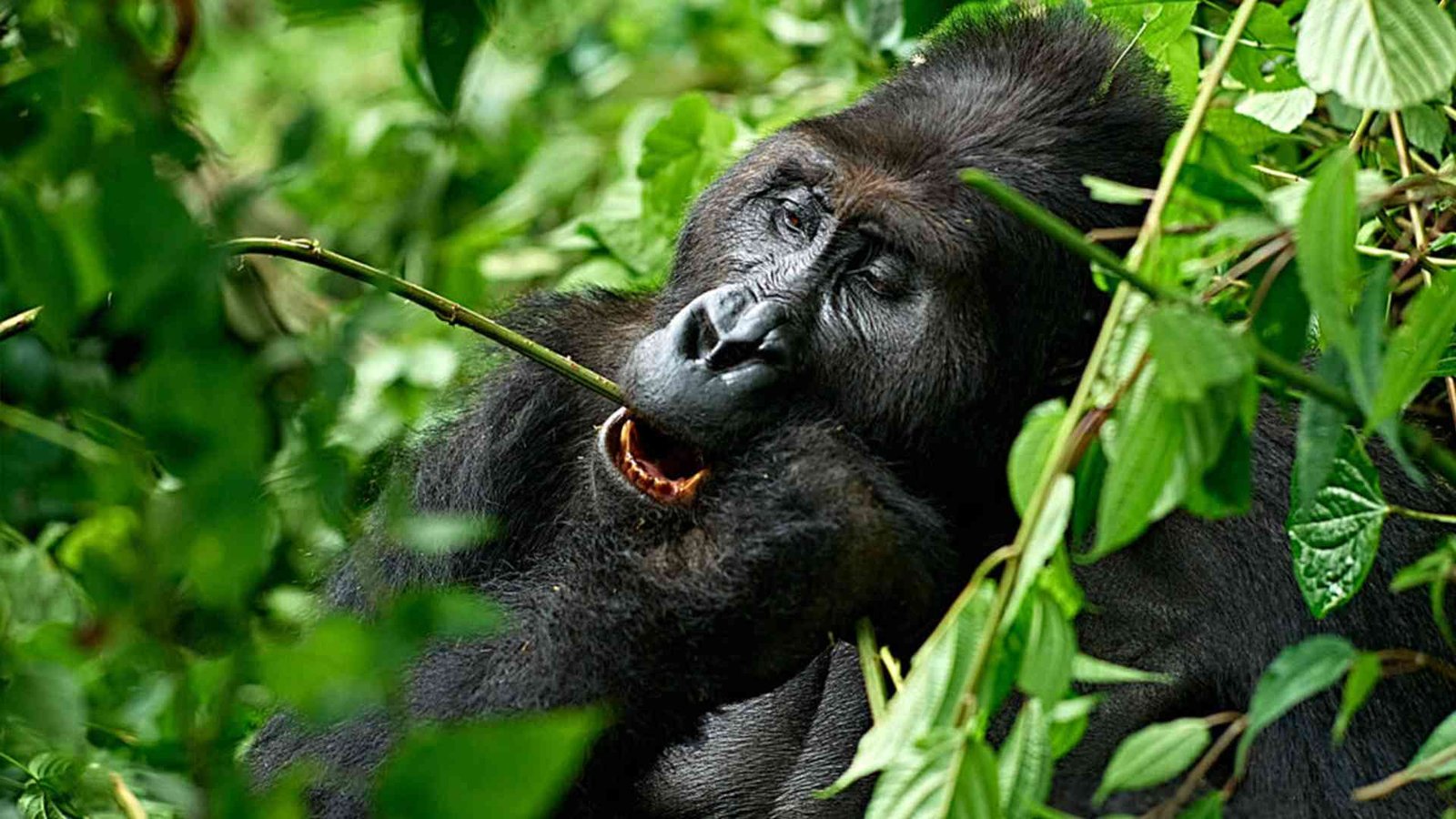 Gorilles des plaines de l’Est